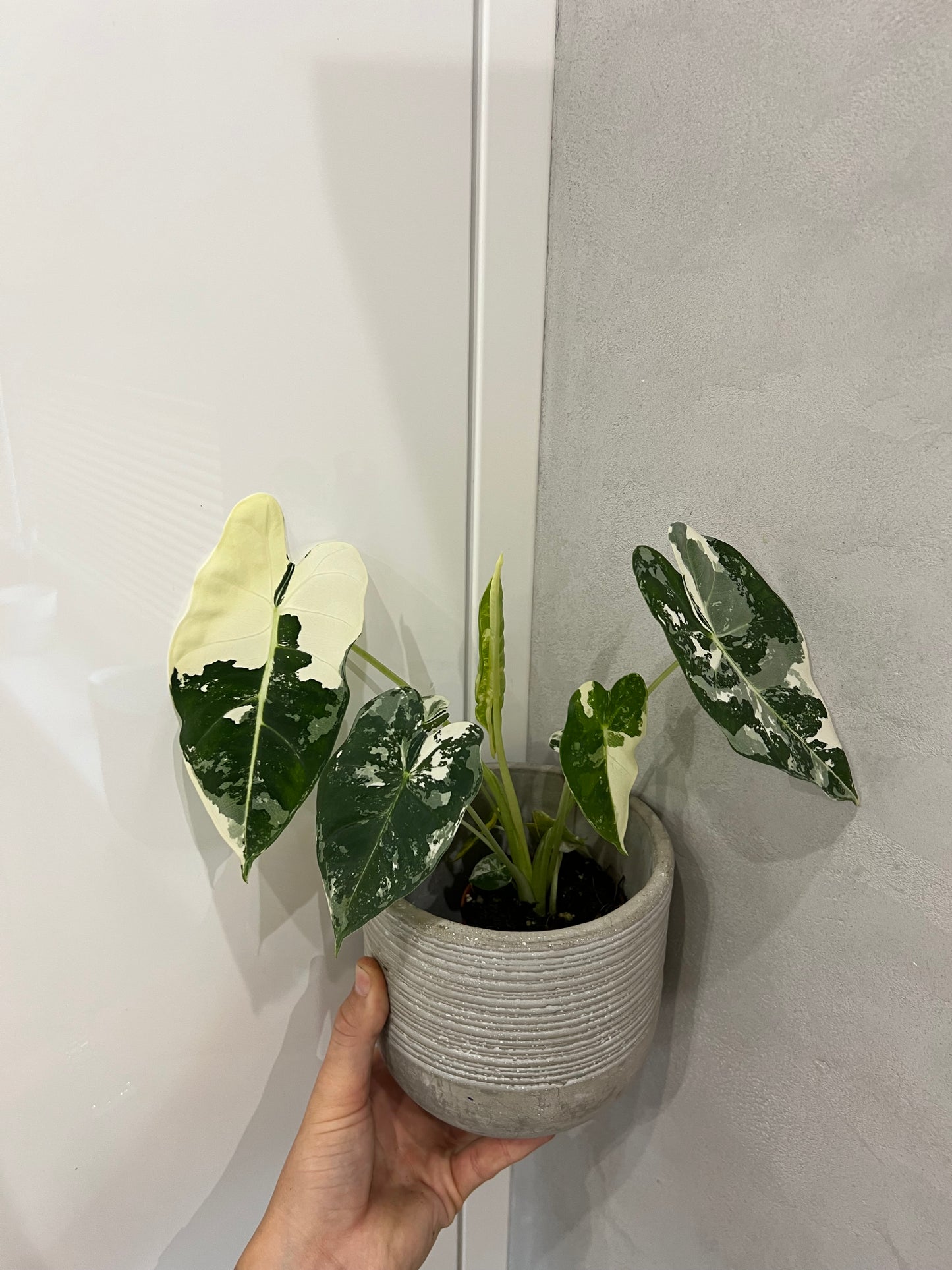 Alocasia frydek variegated