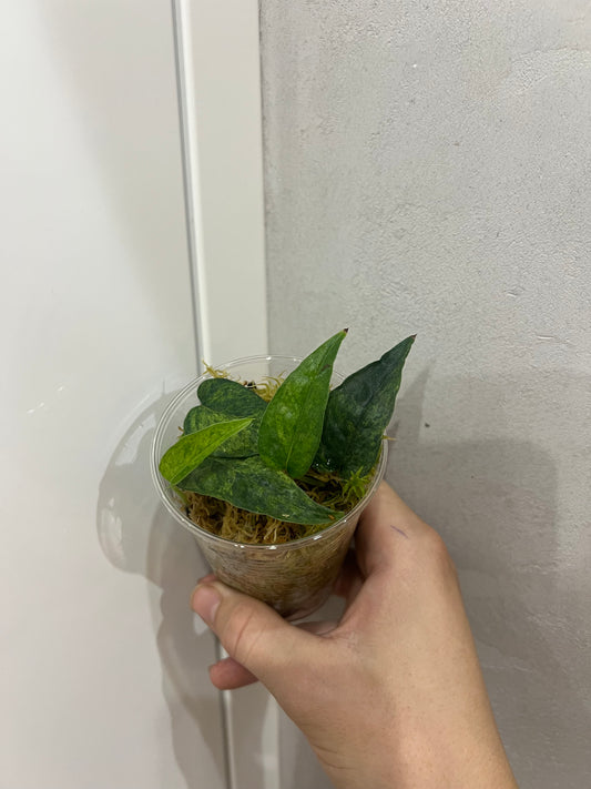 Epipremnum pinnatum yellow mint variegated
