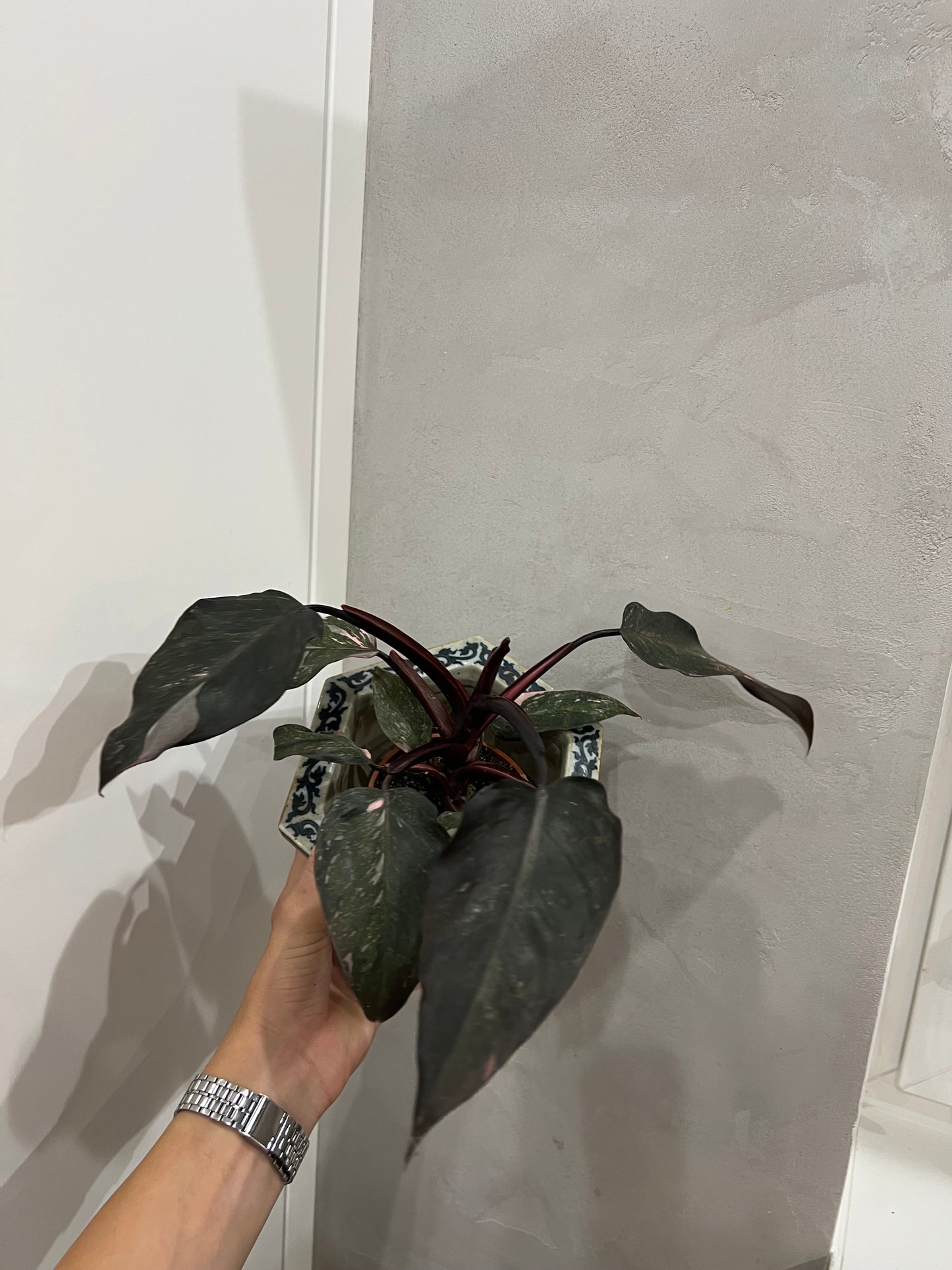 Philodendron pink princes