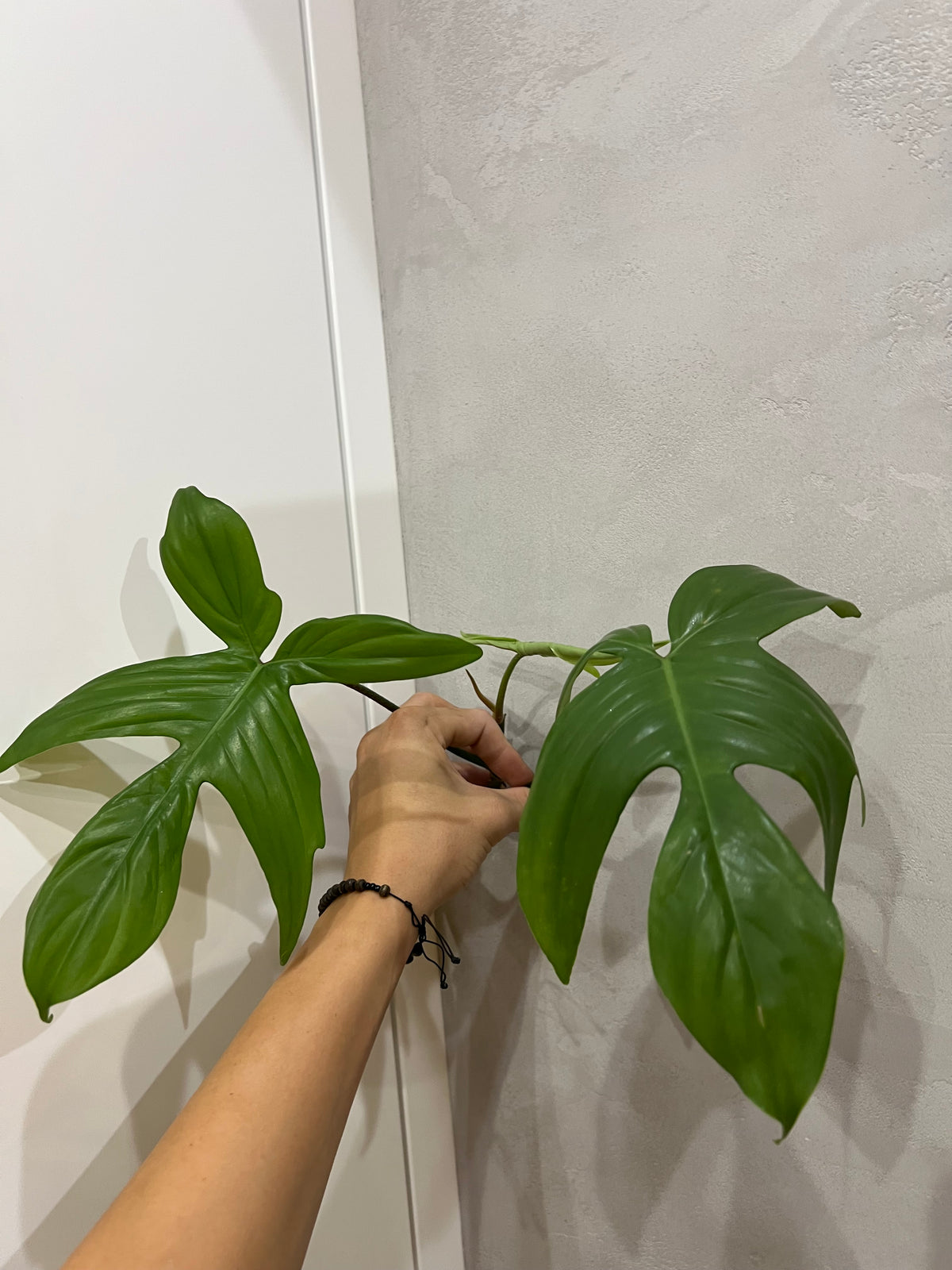 Philodendron florida ghost (vrchol)