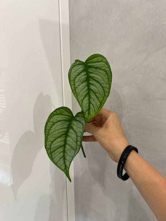 Monstera siltapecana el salvador