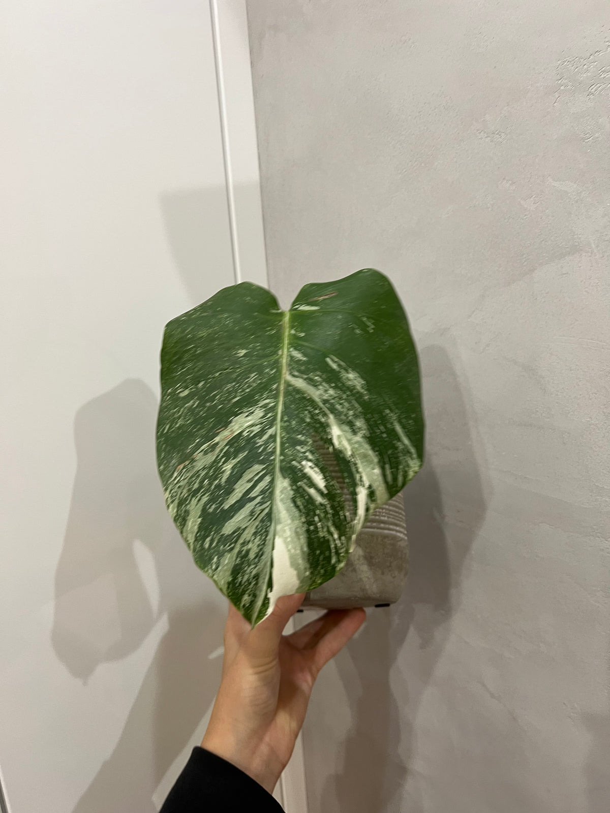 Monstera albo