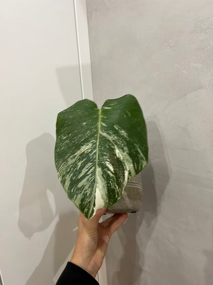 Monstera albo