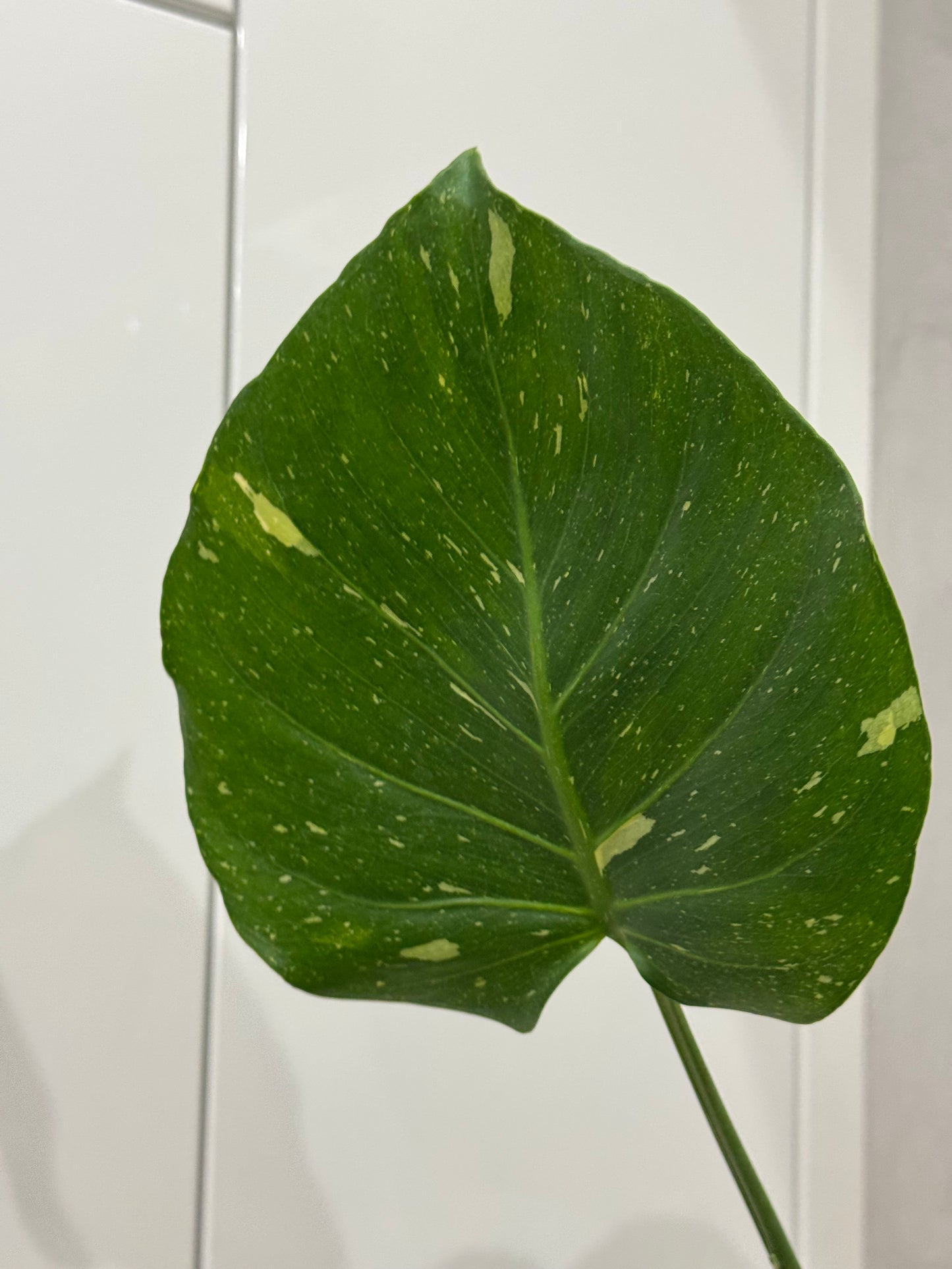 Monstera thai constellation 1