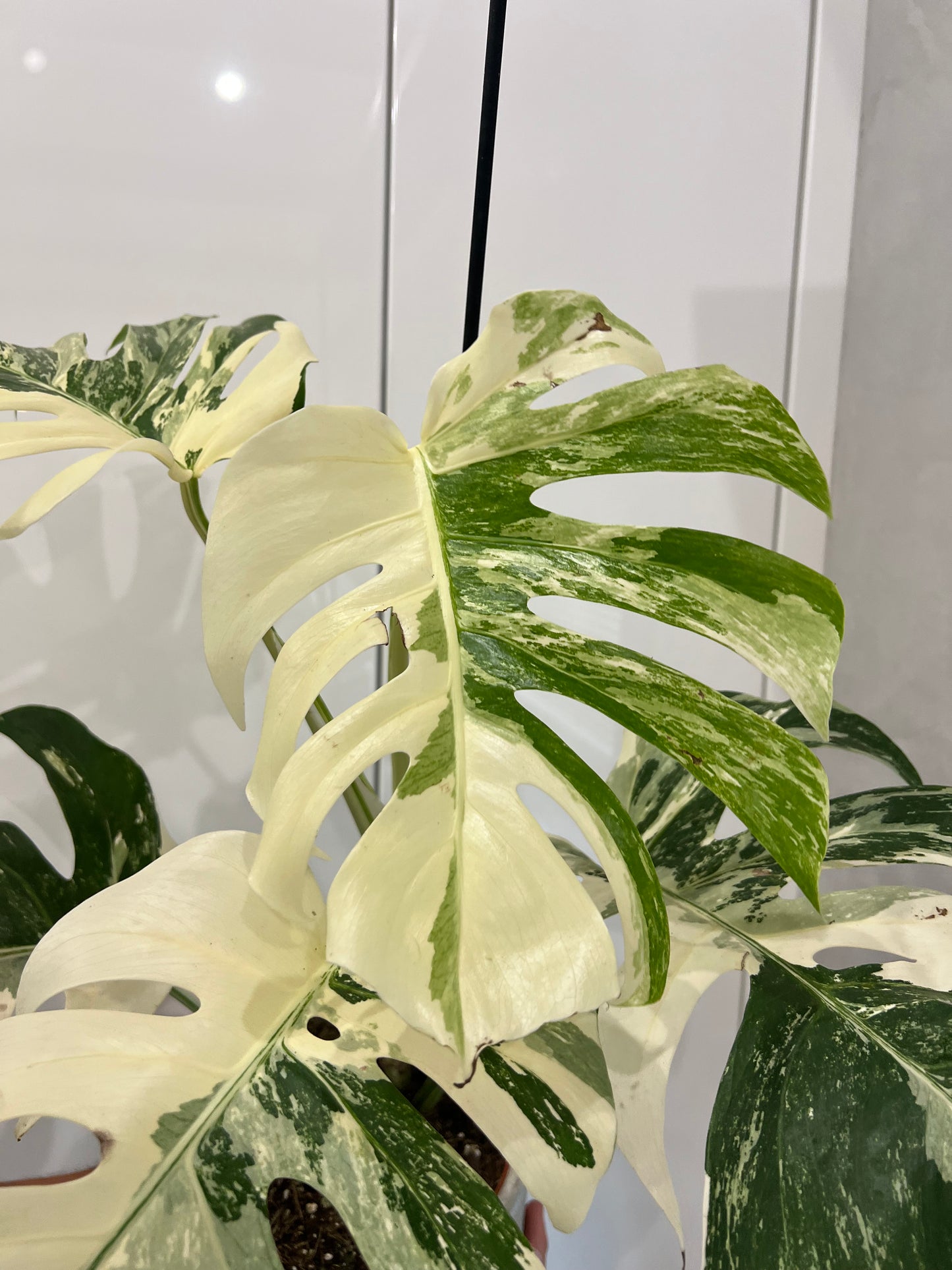 Monstera albo variegated