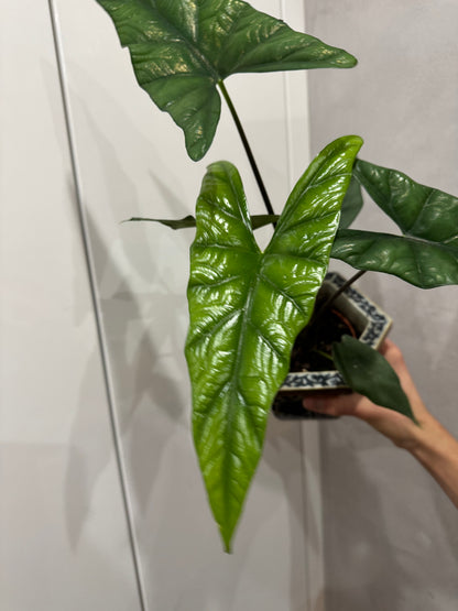 Alocasia simpo