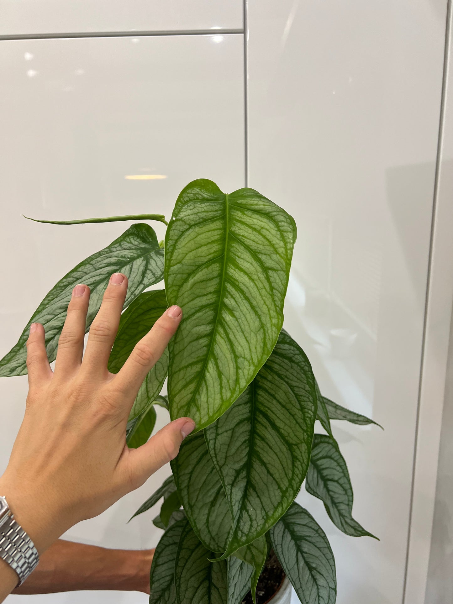 Monstera siltapecana el salvador