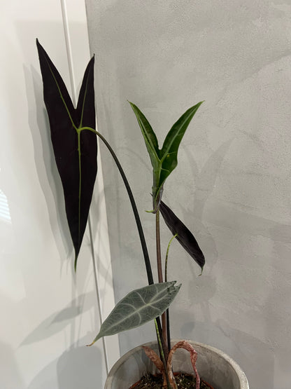 Alocasia longiloba silver