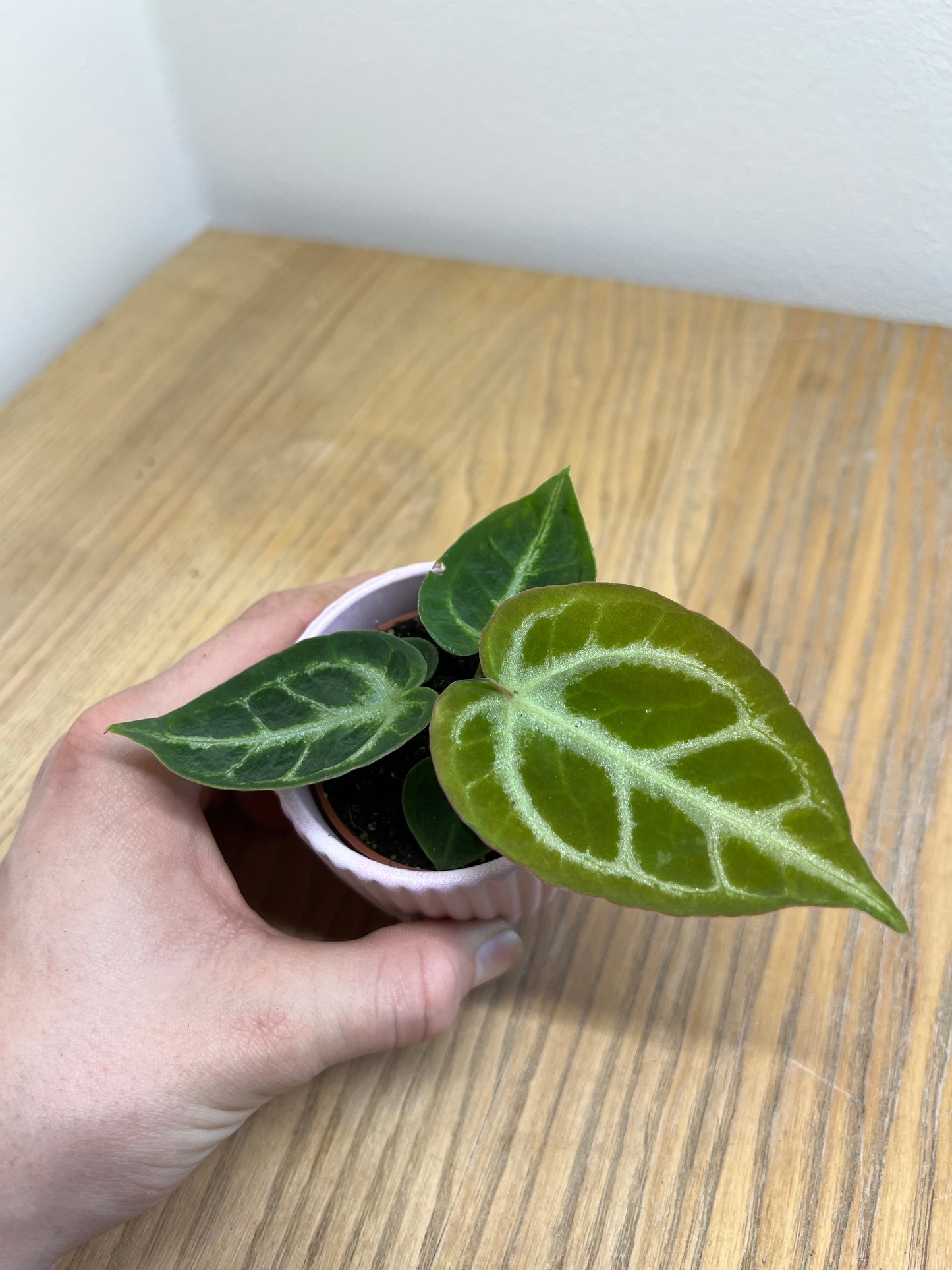 Anthurium silver blush