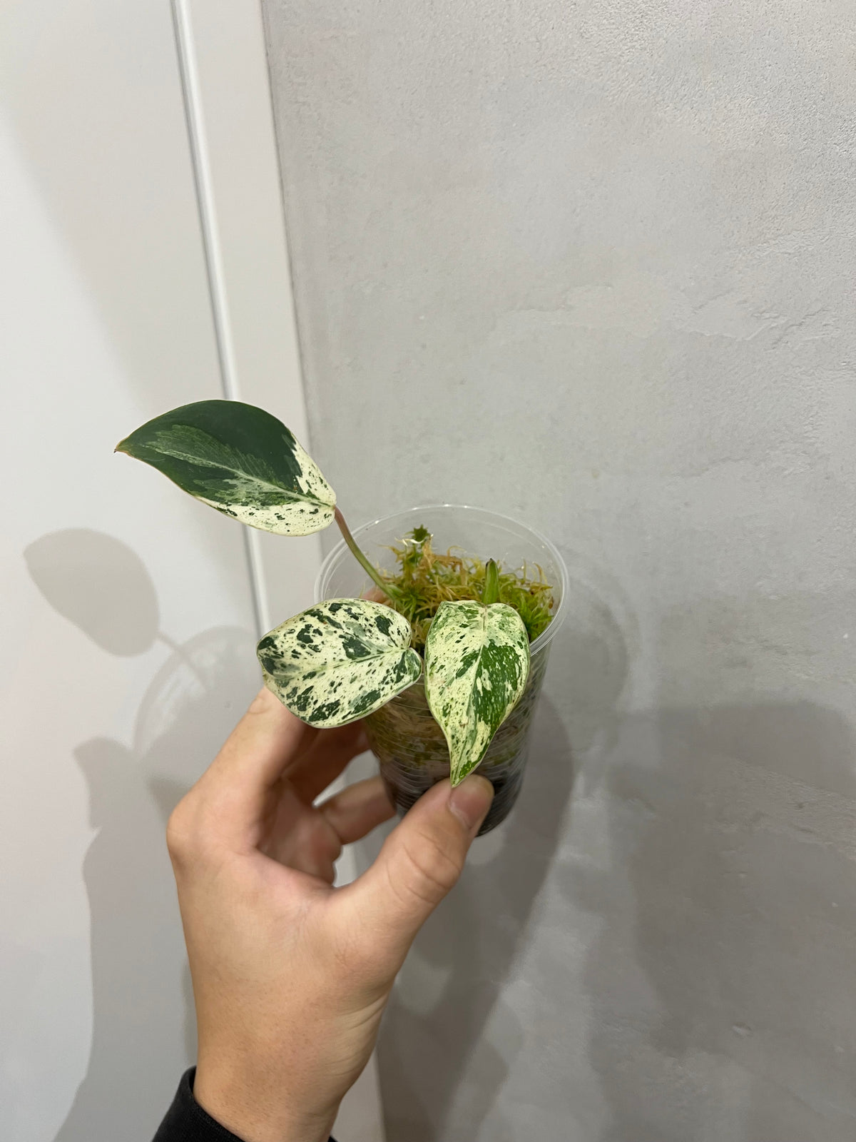 Philodendron Emerald Queen