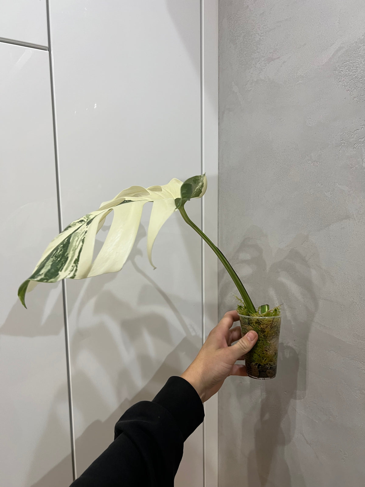 Monstera albo