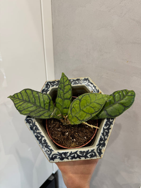 HOYA CALLISTOPHYLLA