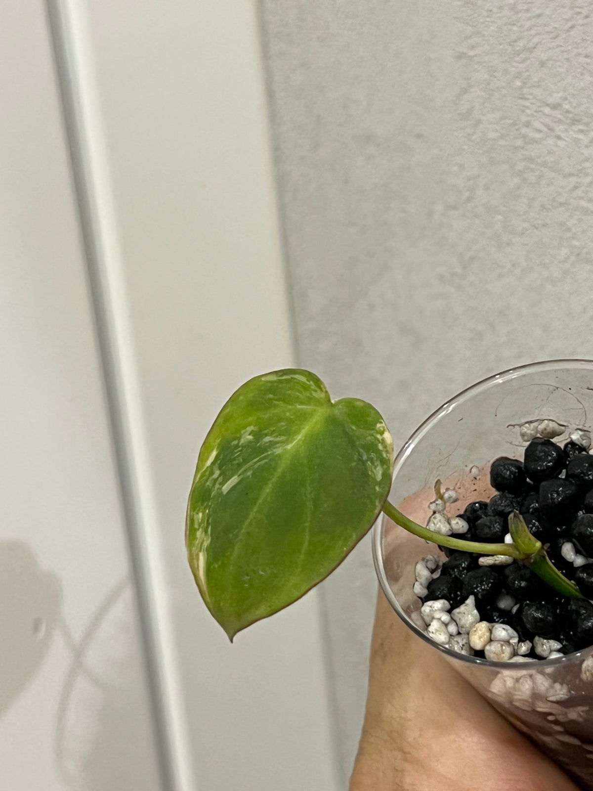 Philodendron micans variegated