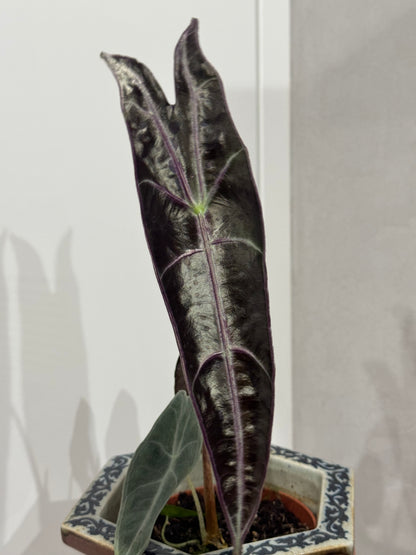 Alocasia longoloba purple