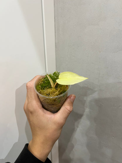 Philodendron florida ghost