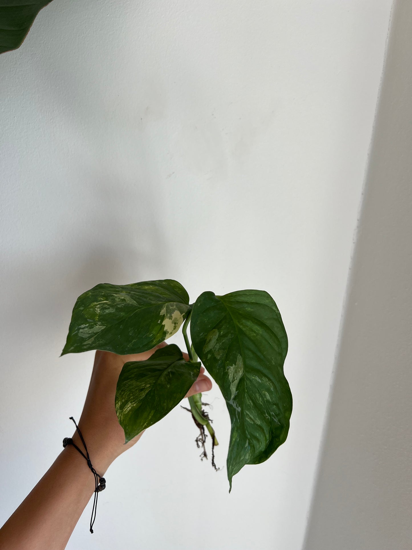 Monstera Obliqua ‘Mayuna’ Variegata