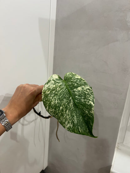 Monstera del mint
