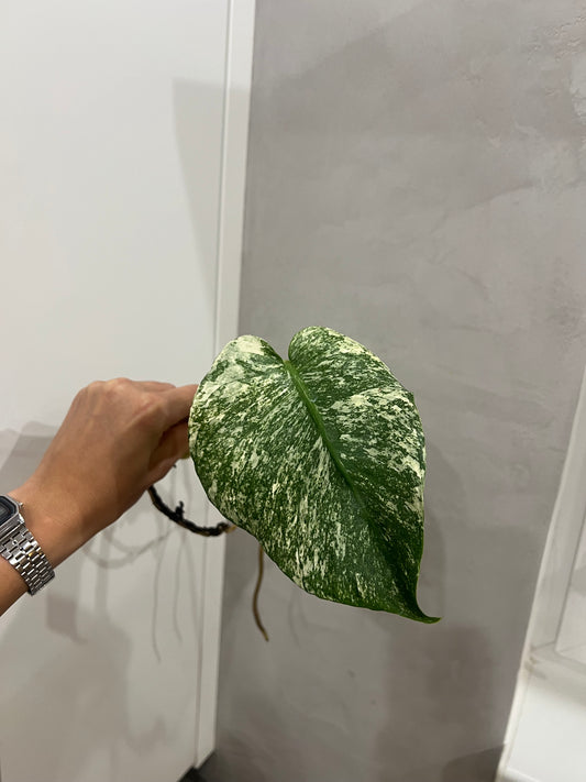 Monstera del mint