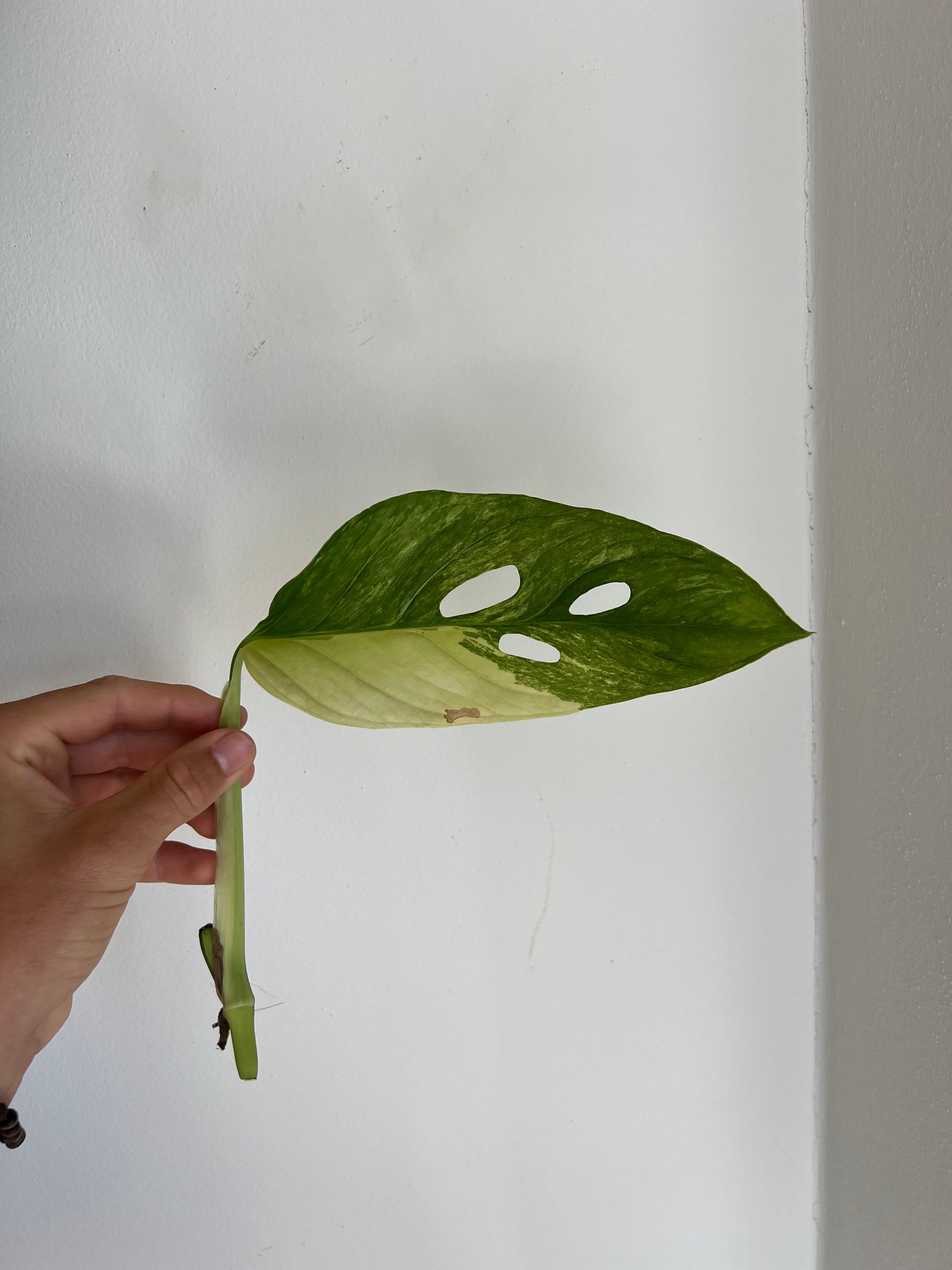Monstera Obliqua ‘Mayuna’ Variegata