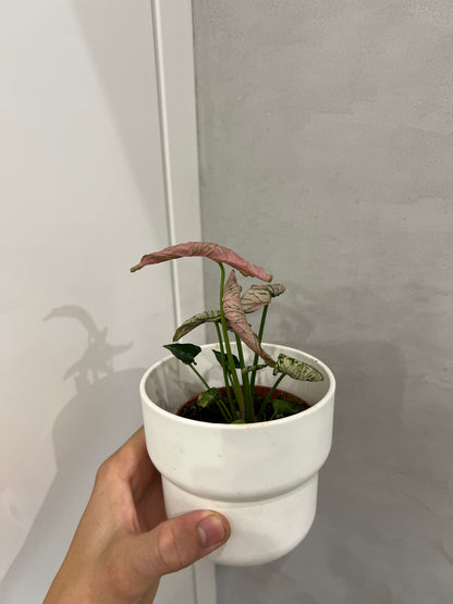 Syngonium pink rolli