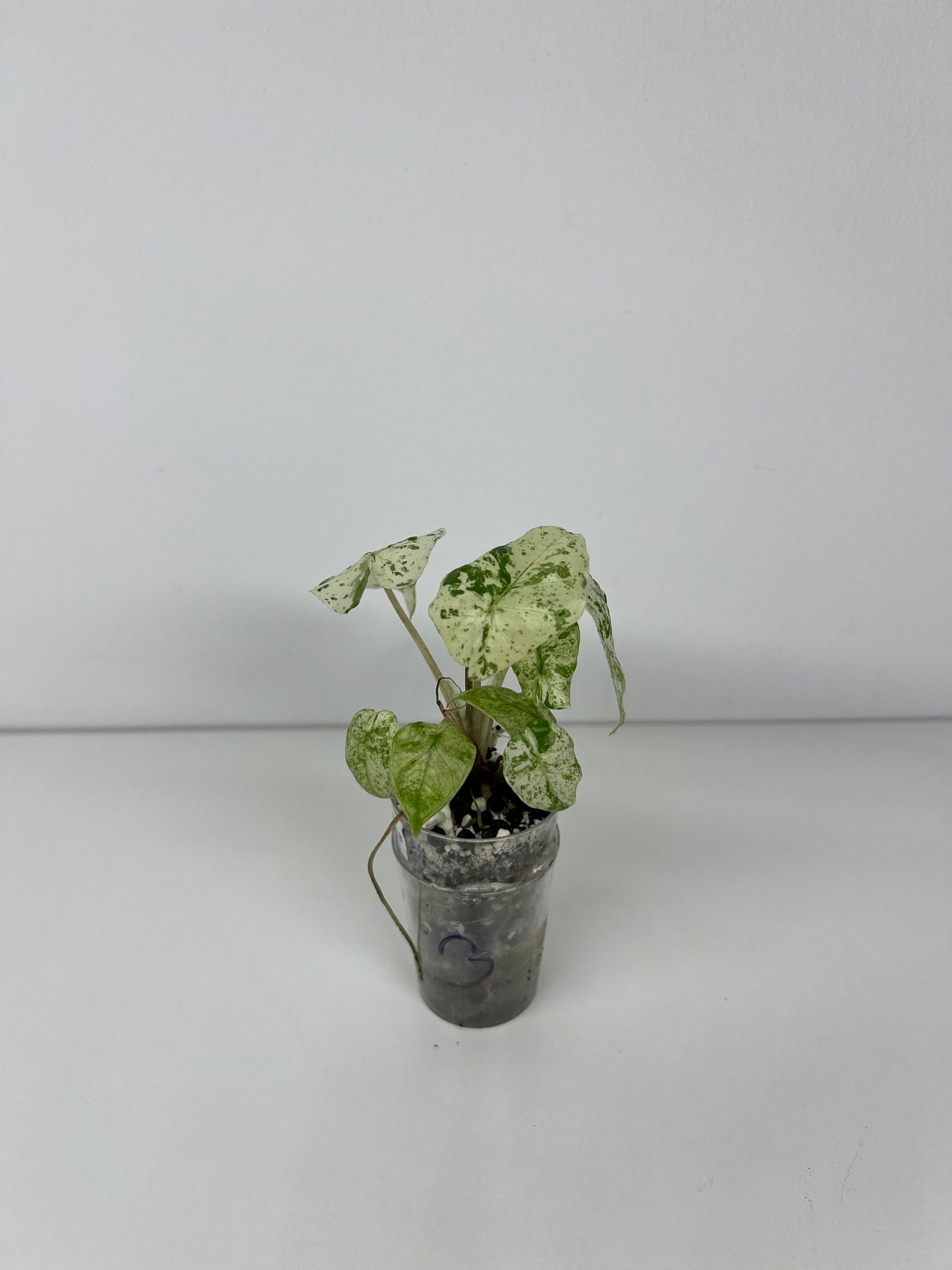 Alocasia micholitziana