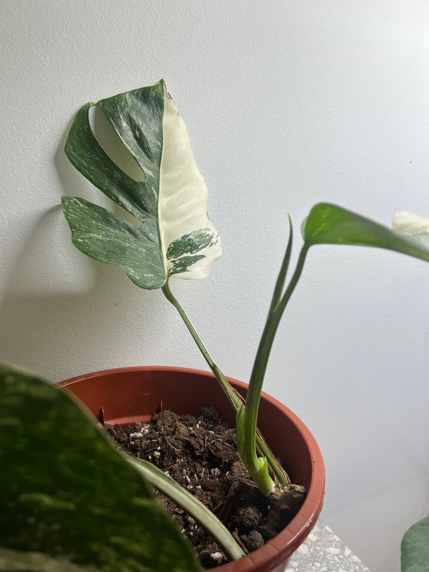 Monstera albo variegated