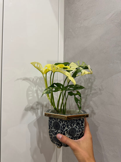 Monstera adansonii variegata
