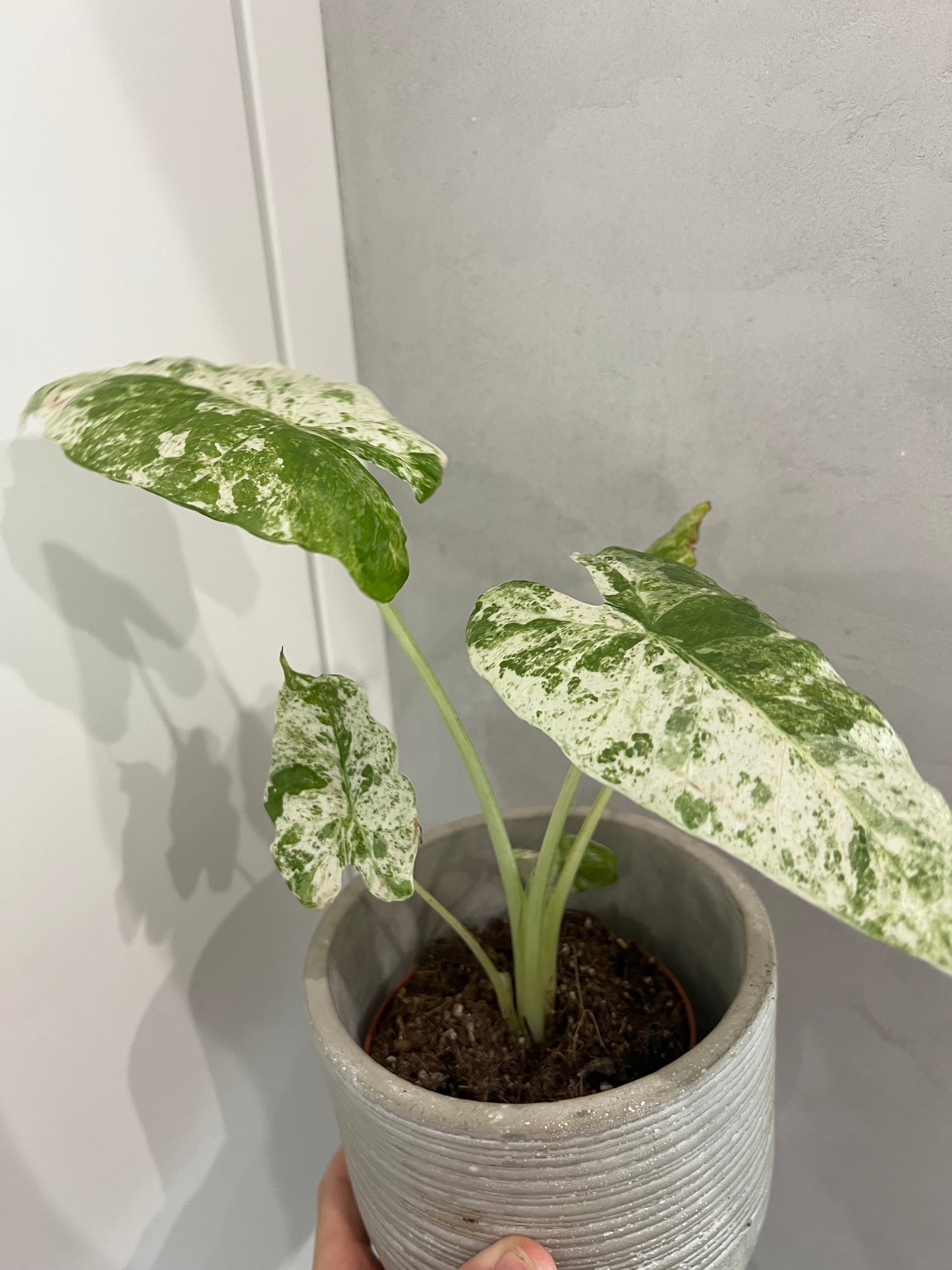 Alocasia Odora Variegata Batik