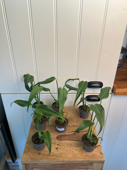 Monstera burle marx flame