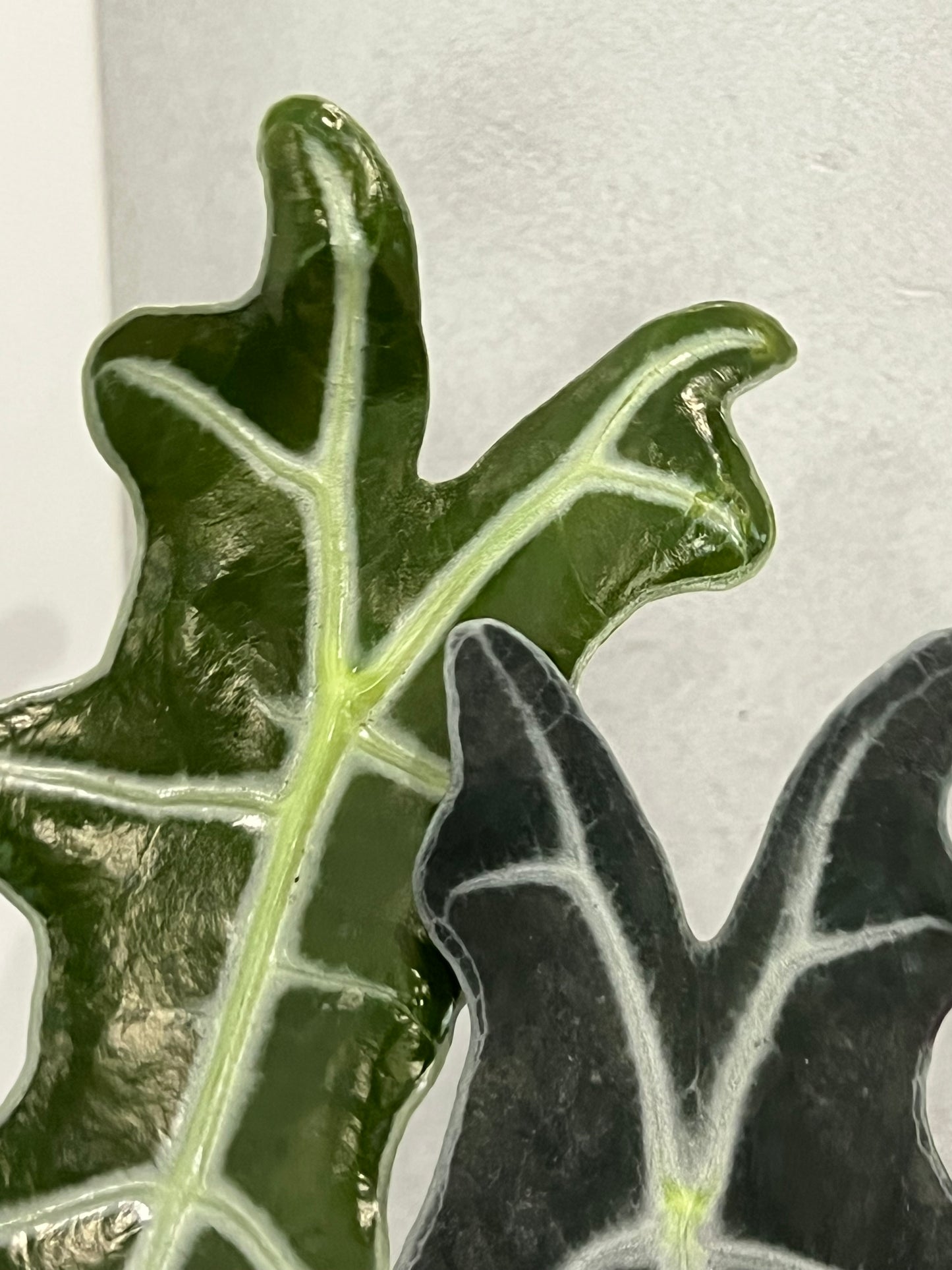 Alocasia nobilis