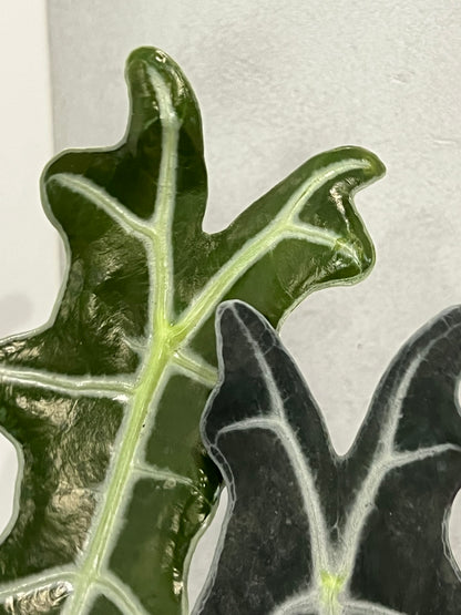 Alocasia nobilis