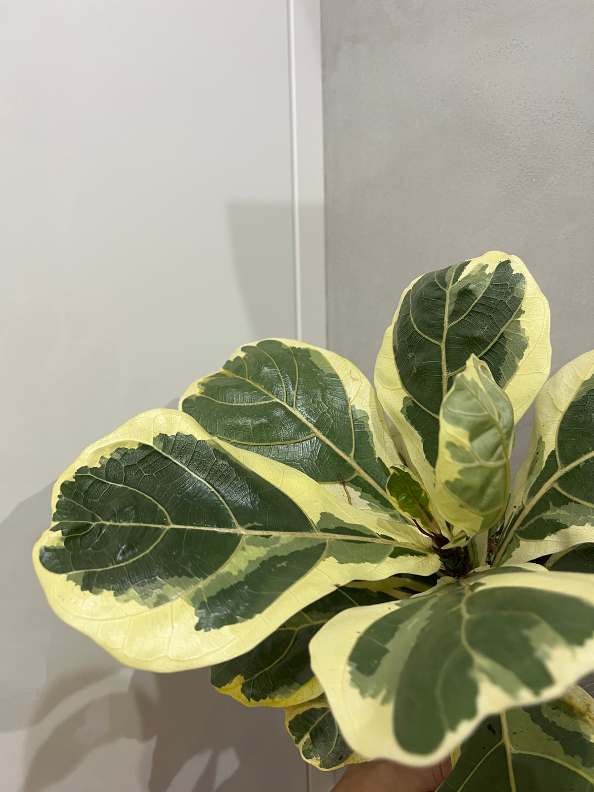 ficus lyrata variegated