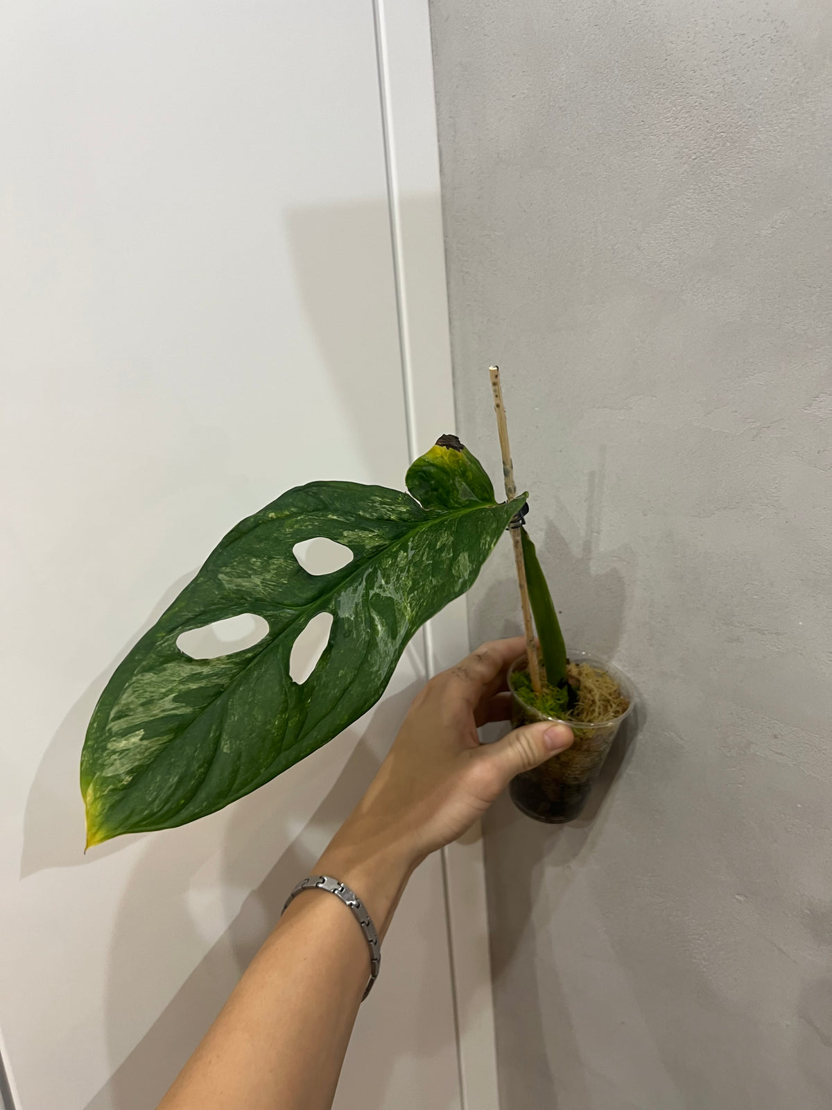 Monstera Obliqua Mayuna variegated