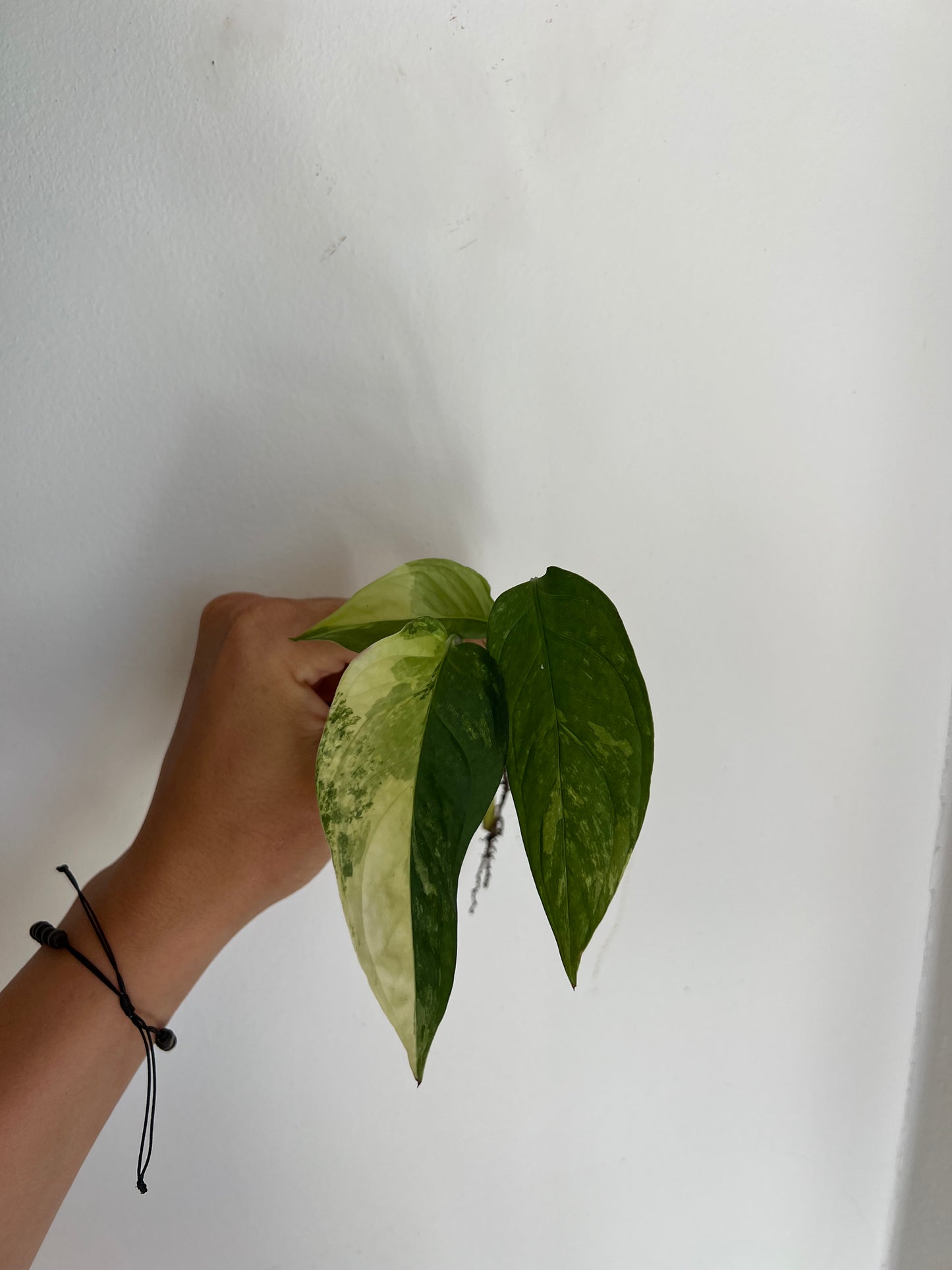 Monstera Obliqua ‘Mayuna’ Variegata