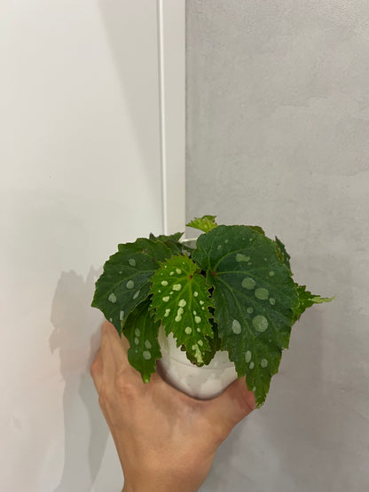 Begonia blad Maculata Sherwood Forest