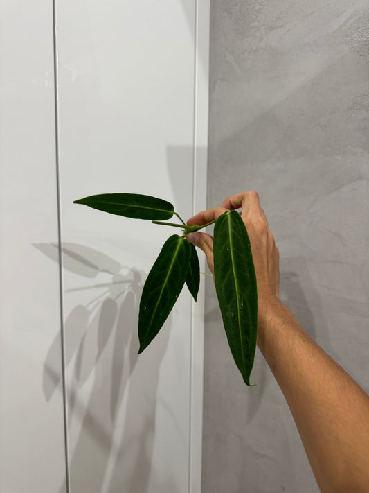 Anthurium warroqueanum