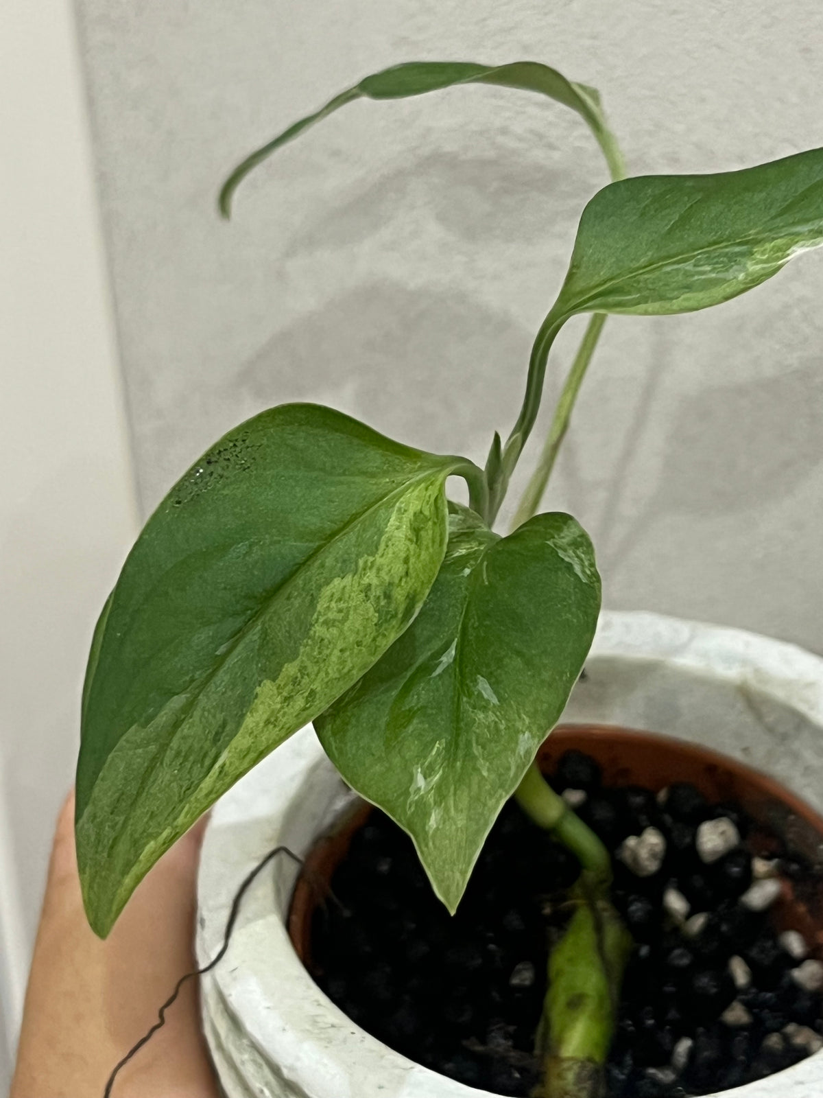 Monstera Indonesian Marble Variegata