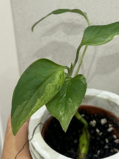 Monstera Indonesian Marble Variegata