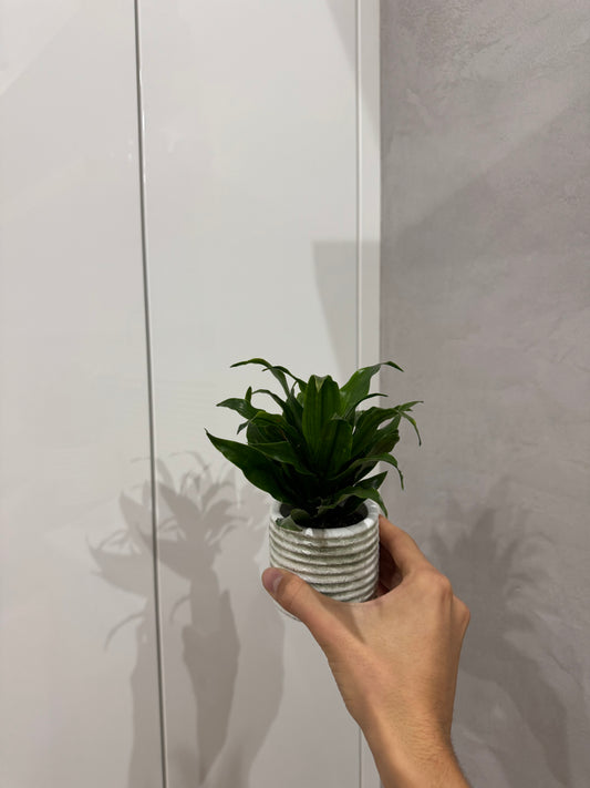 Dracena