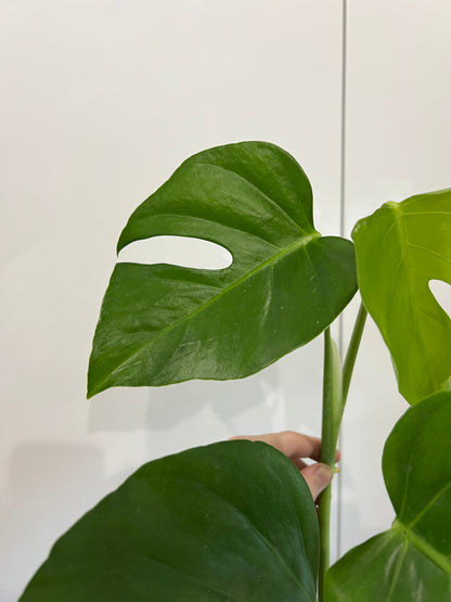 monstera sierrana