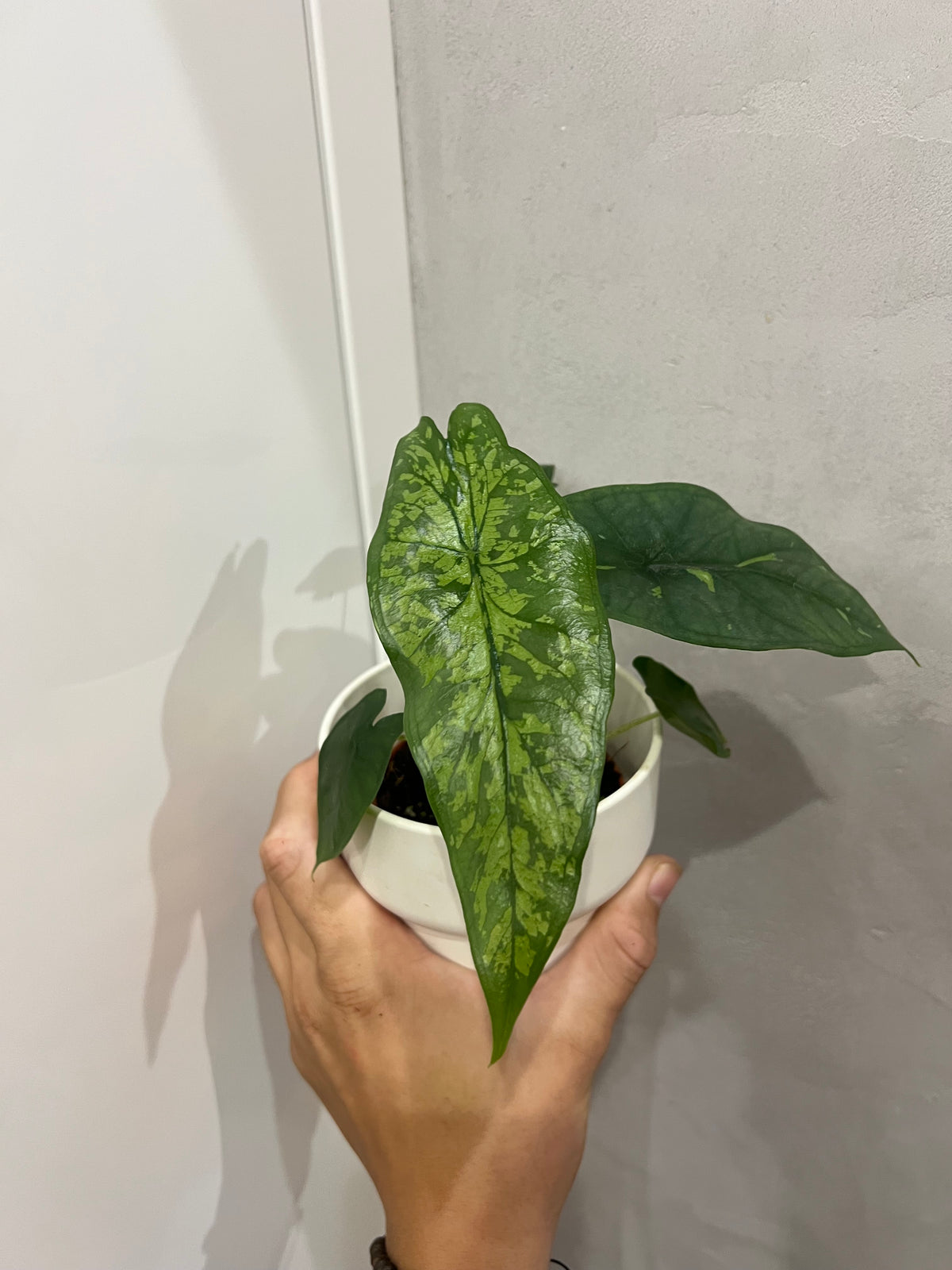 alocasia stained glass