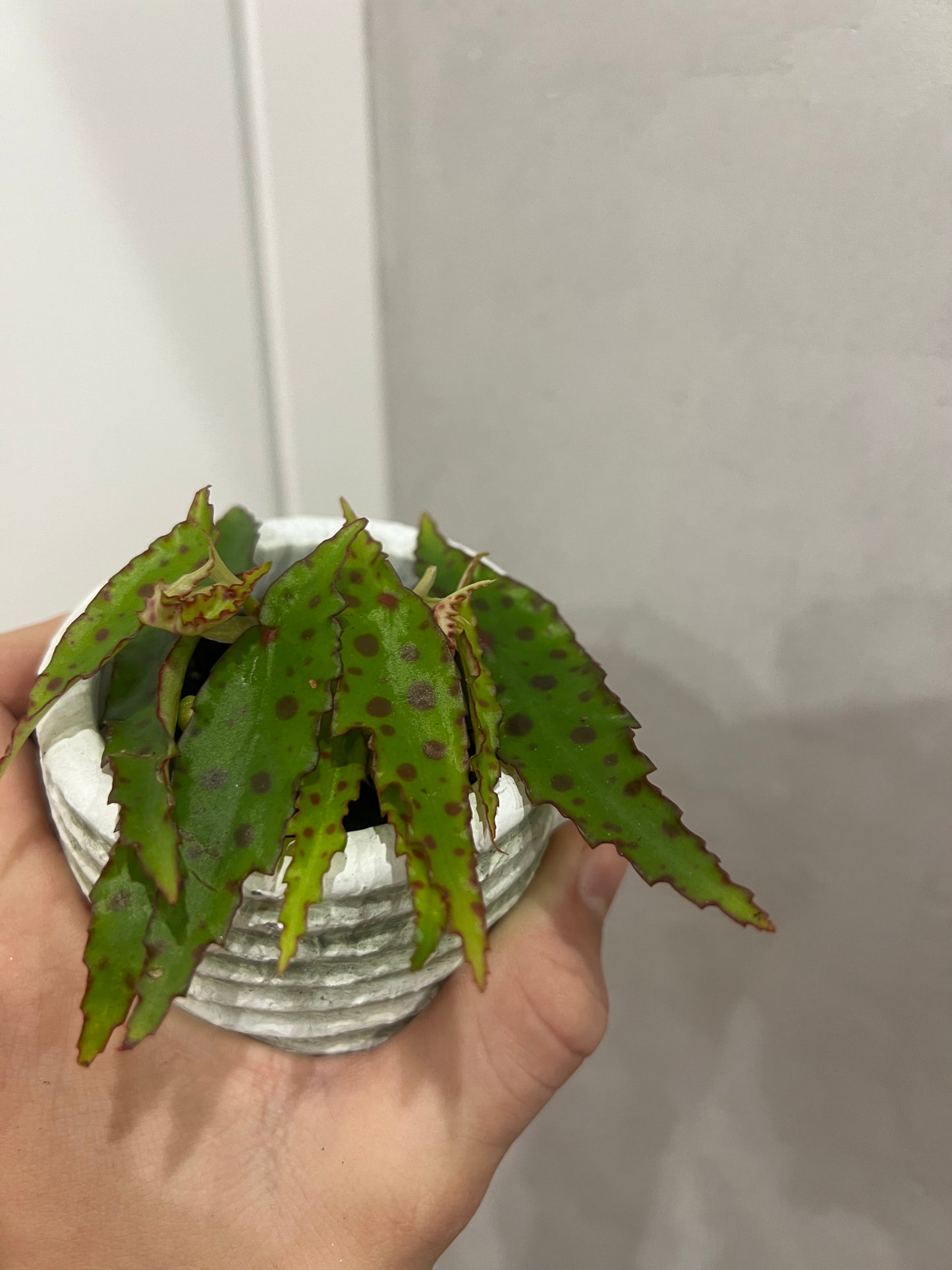Begonia amphioxus