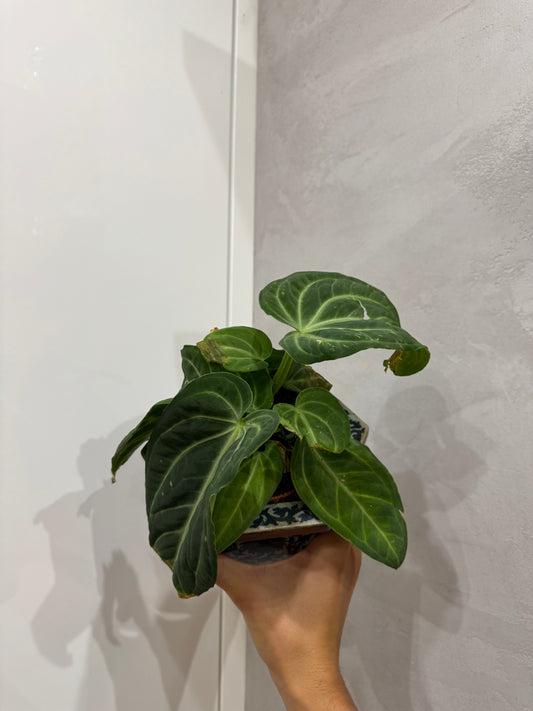 Anthurium villenaorum