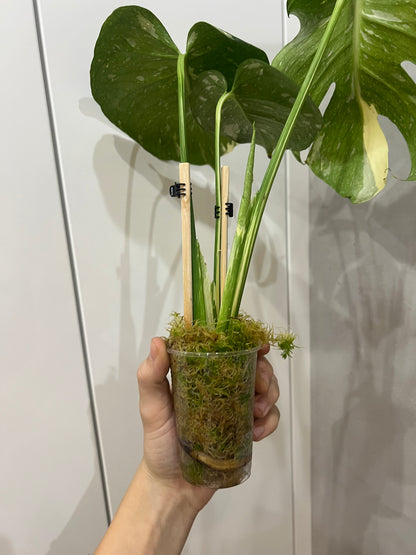 Monstera thai