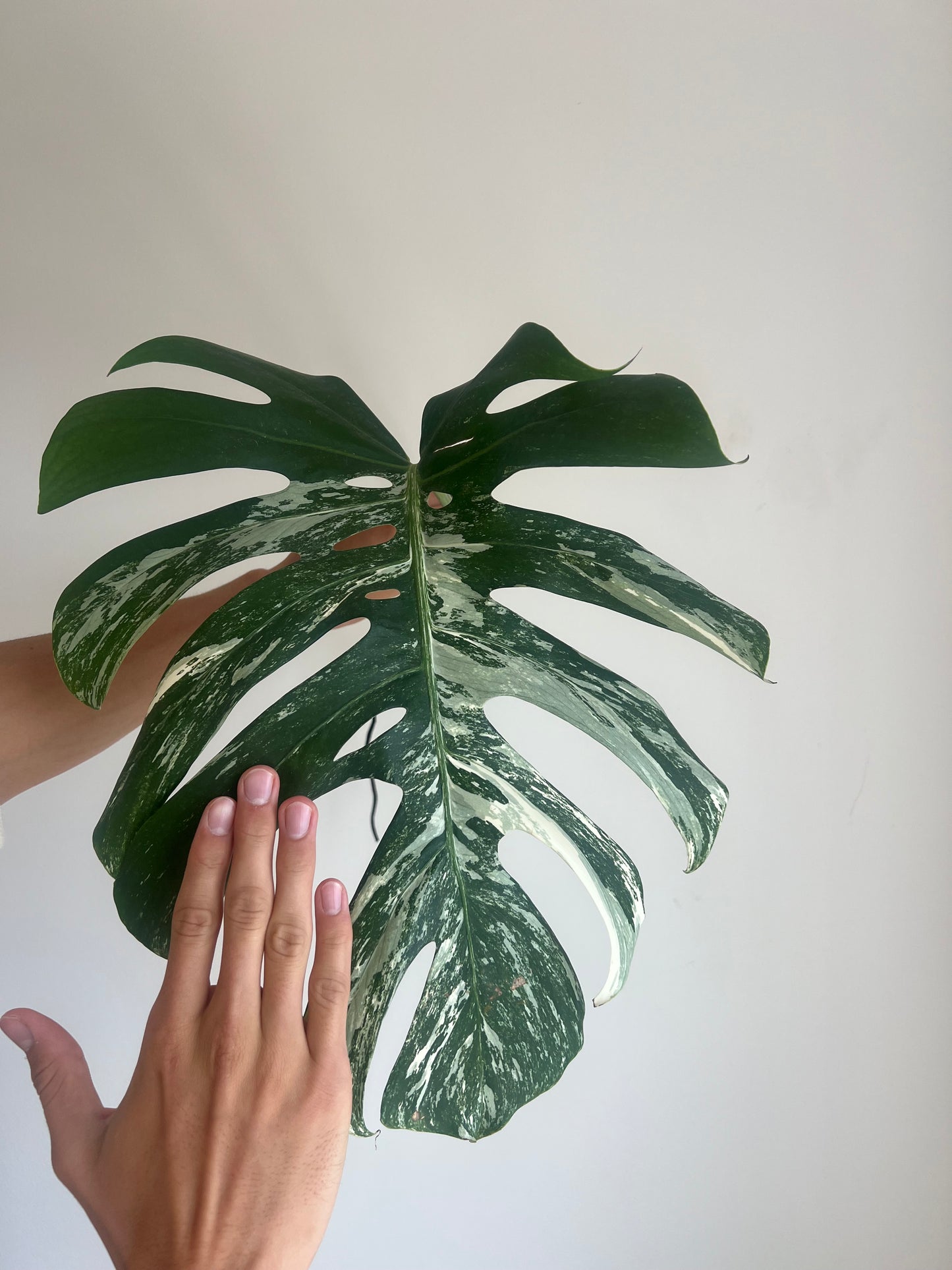 Monstera albo velké řízky