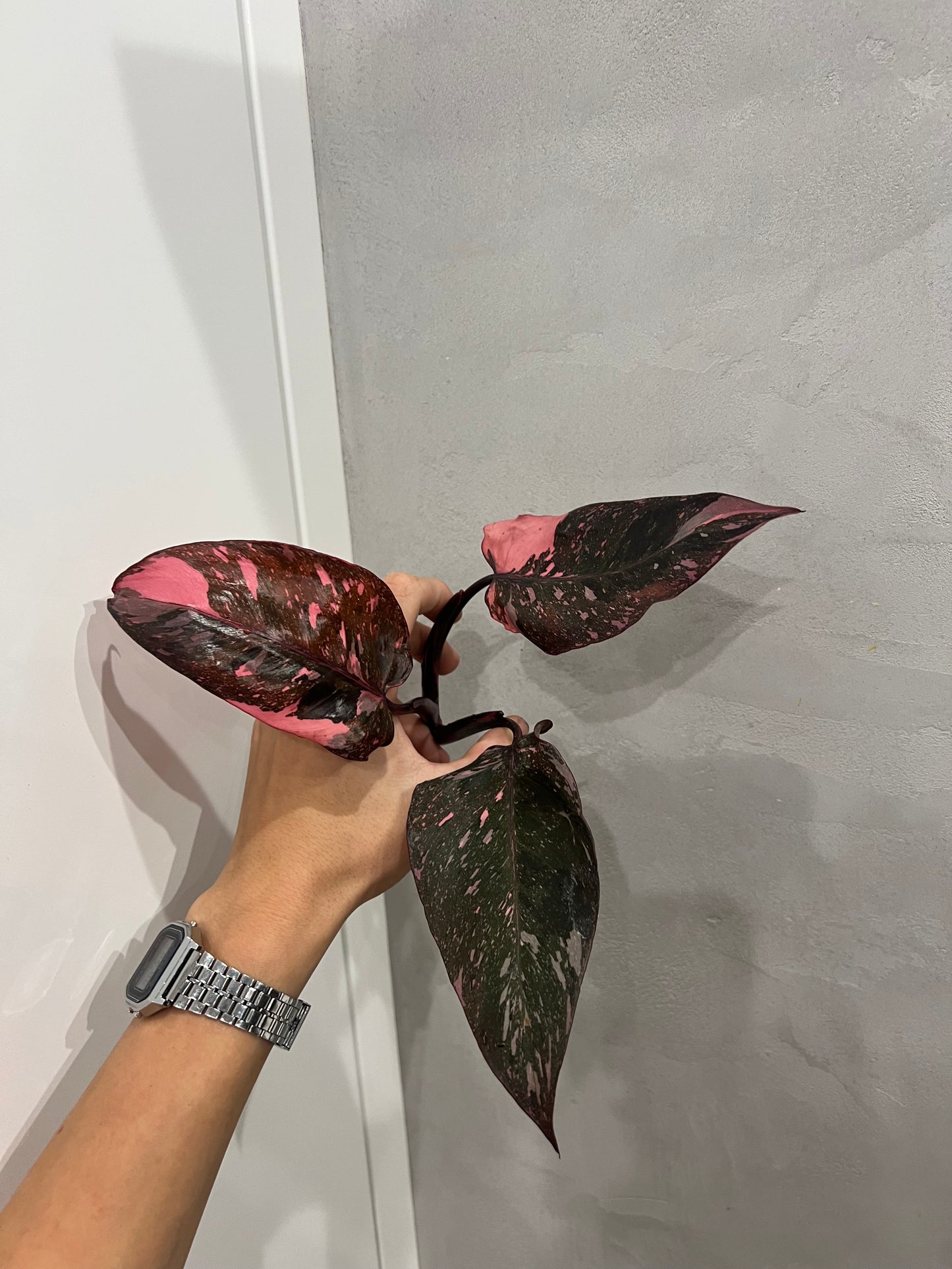 Philodendron pink princes