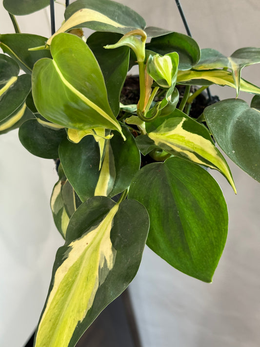 PHILODENDRON CREAM SPLASH