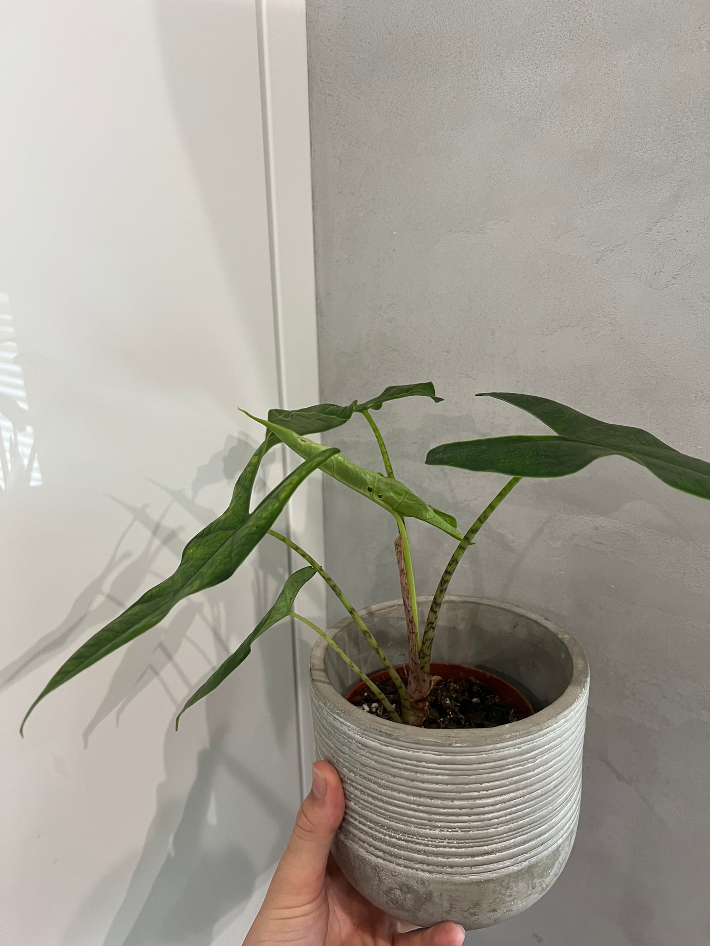 Alocasia sulawesi