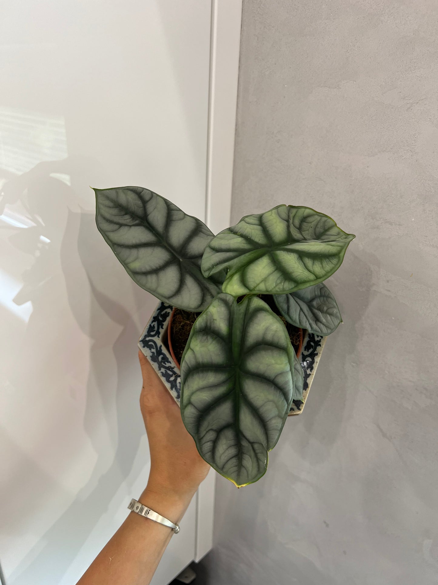 Alocasia silver dragon