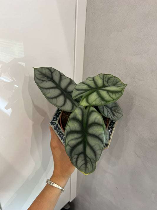 Alocasia silver dragon